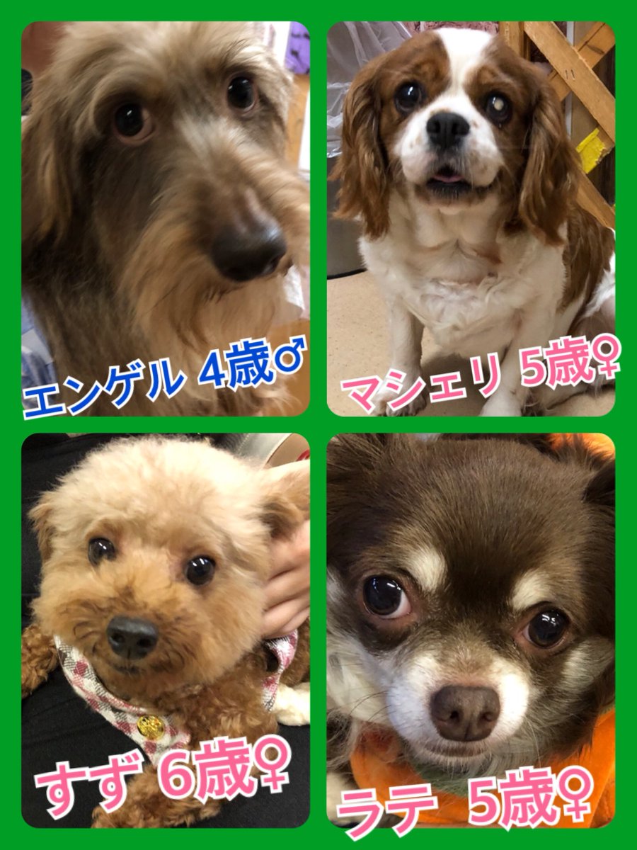 🐾今日の里親様募集中ワンコ🐶メンバーです🐾2018,10,8